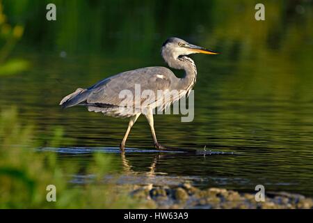 Frankreich, Doubs, natürlichen Umgebung von Allan in Brognard, Graureiher (Ardea Cinerea), Erwachsener, die Jagd in einem Sumpf bei niedrigem Wasserstand Stockfoto