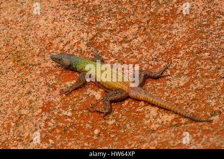 Simbabwe, Provinz Matabeleland South, Matobo oder Matopos Hügel-Nationalpark, Regenbogen-Eidechse Stockfoto