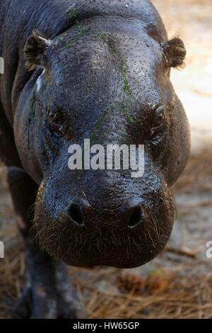 Frankreich, Gironde, Bassin d ' Arcachon, La Teste, Zoo, Pygmäen Nilpferd (Hexaprotodon Liberiensis) Stockfoto