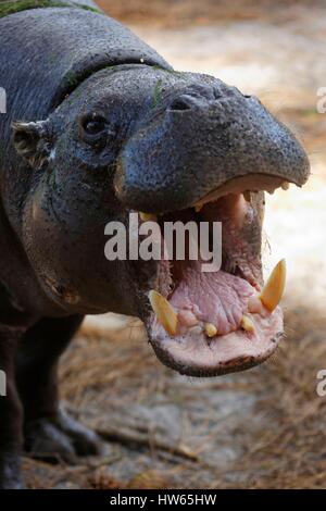 Frankreich, Gironde, Bassin d ' Arcachon, La Teste, Zoo, Pygmäen Nilpferd (Hexaprotodon Liberiensis) Stockfoto