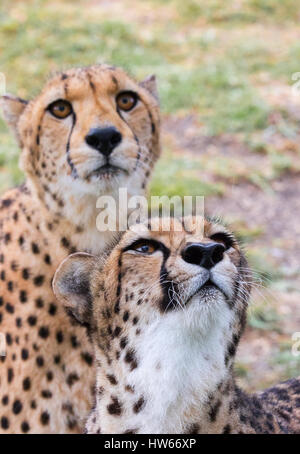 Geparden - zwei erwachsenen Geparden, Nahaufnahme der Kopf, Acinonyx jubatus, Südafrika Stockfoto