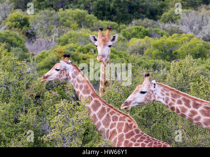 Giraffen in Südafrika, drei südlichen Giraffen (Giraffa Giraffa) Fütterung, Stockfoto