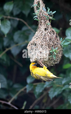 Webervogel nisten Afrika - A Golden Palm Webervogel - Ploceus Bojeri- und sein Nest, Südafrika Stockfoto