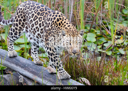 Leopard Afrika, -Erwachsene männliche, Südafrika, Panthera Pardus Stockfoto