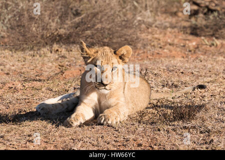 Löwenjunges, 4 Monate alt, Panthera Leo, wild, Südafrika Stockfoto