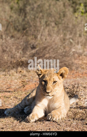 Löwenjunges, 4 Monate alt, Panthera Leo, wild, Südafrika Stockfoto