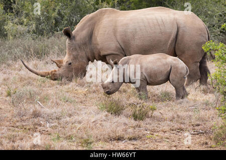 White Rhino, Mutter und Baby oder Erwachsener und Kalb, Ceratotheirum Simum, Südafrika Stockfoto