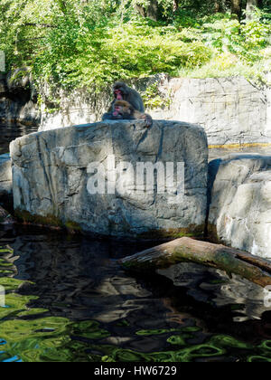 Snow Monkey (japanischen Makaken) Truppe Stockfoto