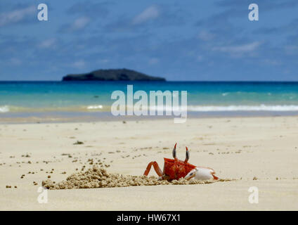 Ein Ghost-Krabbe gräbt ein Loch an Olivin Strand auf der Insel Floreana, Galapagos, Ecuador Stockfoto