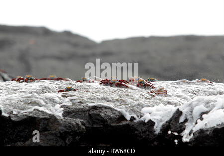 Sally Lightfoot Krabben bekommen Wasser aus einer Welle stürzt über die Lava in Puerto Egas auf der Insel Santiago in den Galapagos-Inseln bedeckt. Stockfoto