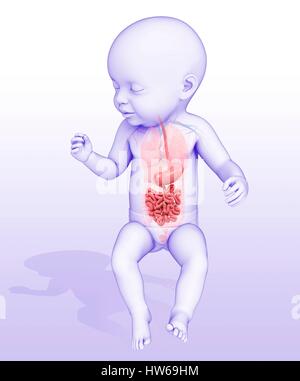 Abbildung des Verdauungssystems des Babys. Stockfoto