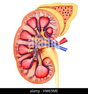 Abbildung eines Querschnitts durch eine menschliche Niere. Stockfoto