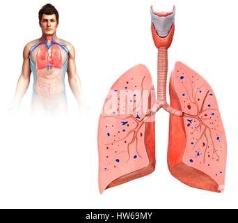 Abbildung eines Querschnitts durch männliche Lungen. Stockfoto