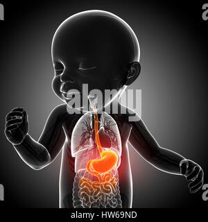 Illustration eines Babys Magen Anatomie. Stockfoto