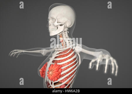 Weiblichen inneren Organe, Abbildung. Stockfoto