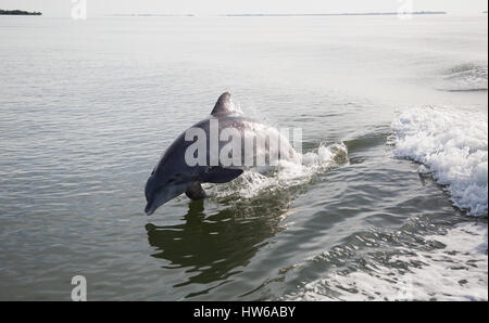 Delfine springen im Gefolge des Bootes, das Passagiere befördert Nach Cabbage Key Florida Stockfoto