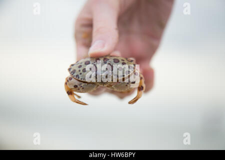 Hand halten Krabbe Stockfoto