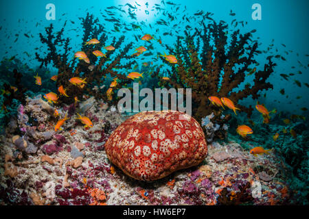 Indische Kissen Seestern am Korallenriff, Culcita Schmideliana, Süd Male Atoll, Malediven Stockfoto