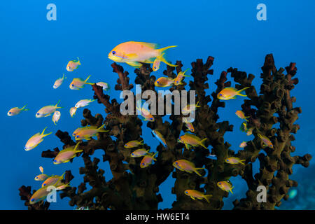 Lyretail Anthias, Pseudanthias Squamipinnis, Süd Male Atoll, Malediven Stockfoto