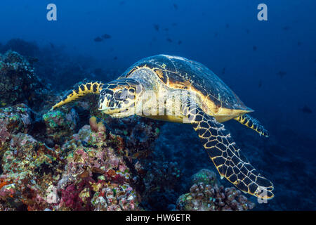 Echte Karettschildkröte, Eretmochelys Imbricata, Süd Male Atoll, Malediven Stockfoto