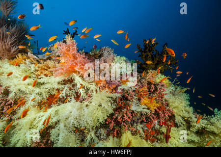 Farbige Weichkorallen, Nephthea sp, Felidhu Atoll, Malediven Stockfoto
