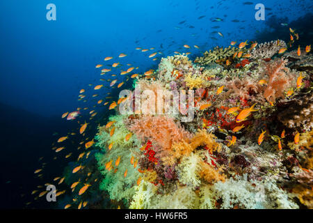 Farbige Weichkorallen, Nephthea sp, Felidhu Atoll, Malediven Stockfoto