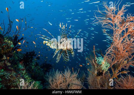 Feuerfische über Coral Reef, Pterois Miles, Felidhu Atoll, Malediven Stockfoto