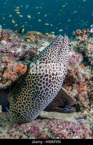 Waben Sie-Muräne Gymnothorax Favagineus, Süd Male Atoll, Malediven Stockfoto