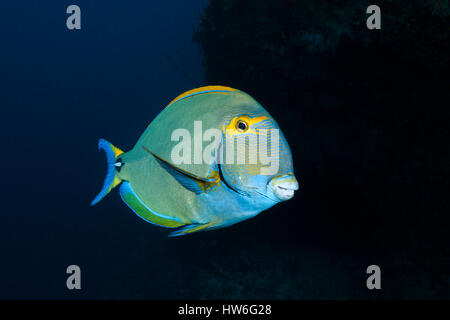 Gelbflossen-Doktorfisch, Acanthurus Xanthopterus, Felidhu Atoll, Malediven Stockfoto