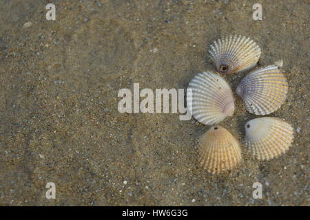 fünf Muscheln am Strand Stockfoto