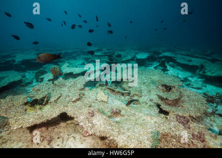 Gebleichte Korallen Riff obenauf, Nord Male Atoll, Malediven Stockfoto