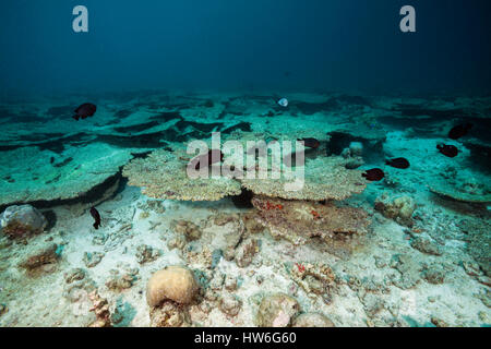 Gebleichte Korallen Riff obenauf, Nord Male Atoll, Malediven Stockfoto