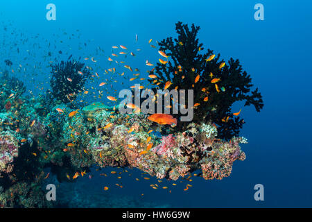 Lyretail Anthias über Coral Reef, Pseudanthias Squamipinnis, Süd Male Atoll, Malediven Stockfoto