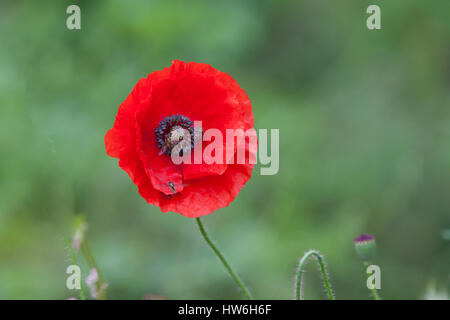 reiche roter Mohn in voller Blüte Stockfoto