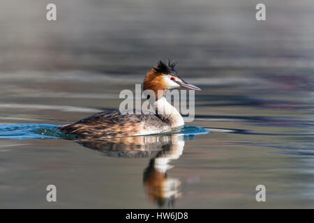 Gespiegelt schwimmen große crested Haubentaucher (Podiceps Cristatus) Vogel Stockfoto