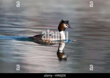 Gespiegelt schwimmen große crested Haubentaucher (Podiceps Cristatus) Vogel Stockfoto