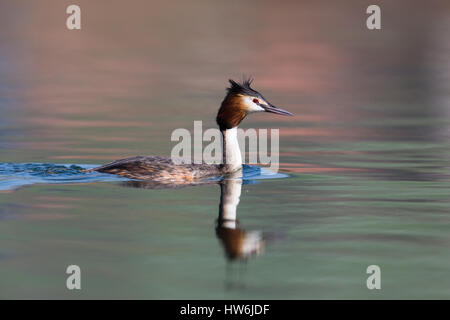 Gespiegelt schwimmen große crested Haubentaucher (Podiceps Cristatus) Vogel Stockfoto