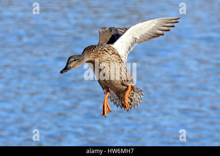 Eine weibliche Stockente, an einem See landen, fliegen. Stockfoto