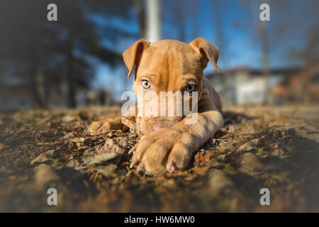 Porträt von niedlichen gelben Terrier Welpen Stockfoto
