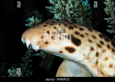 Indonesische Speckled Carpetshark, Hemiscyllium Freycineti, Raja Ampat, West Papua, Indonesien Stockfoto