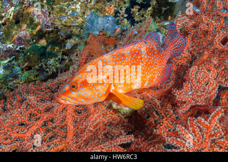 Korallen Zackenbarsch Cephalopholis Miniata, Raja Ampat, West Papua, Indonesien Stockfoto