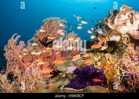 Anthias über Coral Reef, Pseudanthias Huchtii, Raja Ampat, West Papua, Indonesien Stockfoto