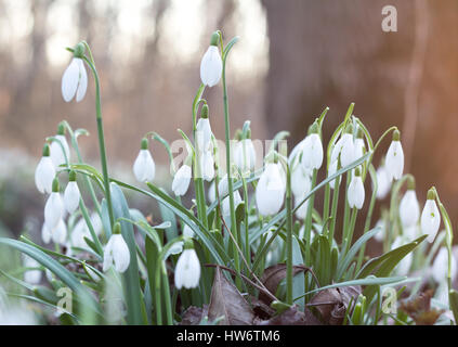 Schneeglöckchen-Blumen im Wald Stockfoto