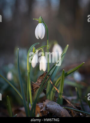 Schneeglöckchen Stockfoto