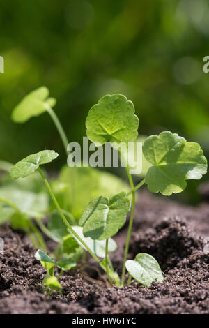 Moschuss-Malve, Moschusmalve, Blatt, Blätter, Jungpflanze, Abelmoschus, Indische Hibiscus-Malve, Malva Moschata, Moschus-Malve, La lila musquée Stockfoto