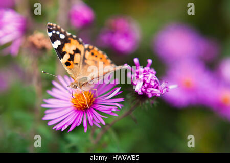 Schmetterling auf einer violetten Blume hautnah. ein Schmetterling auf Stockfoto