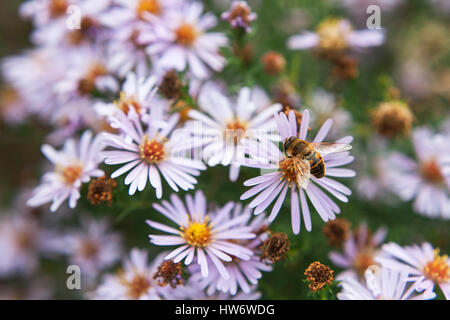 die Hummel sitzt auf Gänseblümchen. eine Hummel hautnah auf einem Fluss Stockfoto