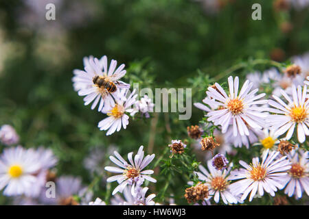 Die Hummel sitzt auf Gänseblümchen. Stockfoto