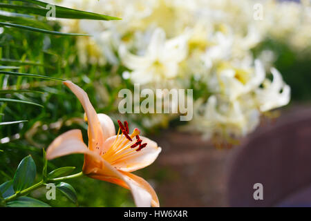 Orange Lilie Blume im Vordergrund. Der Hintergrund ist unscharf. Platz für Text. Stockfoto