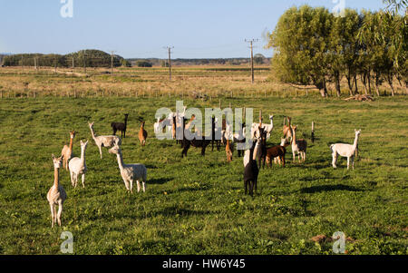 Neu Bauernhof in Neuseeland statt Schafe. Stockfoto